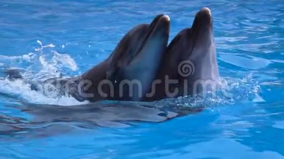 海豚夫妇在蓝水中游泳慢动作视频的预览图