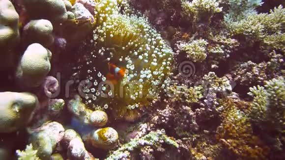 鲈鱼小丑鱼在泡泡尖的触角上视频的预览图