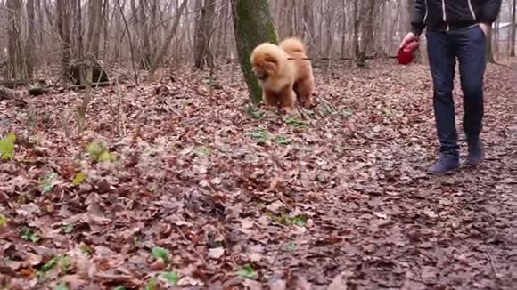 可爱又有趣的狗在秋天的森林里玩耍她好奇又蓬松视频的预览图