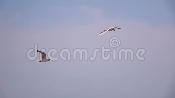 两只海鸥在天空中缓慢地飞翔视频的预览图