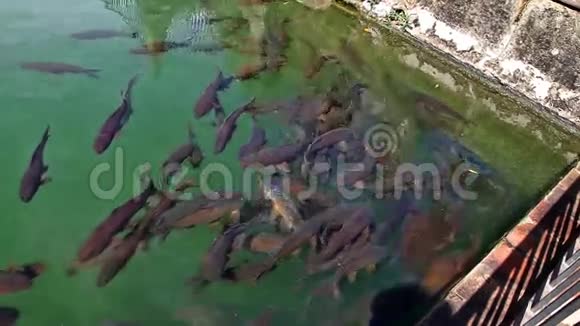阿尔卡扎游泳池的鱼视频的预览图