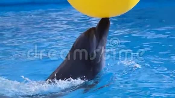 海豚玩黄球慢动作视频的预览图