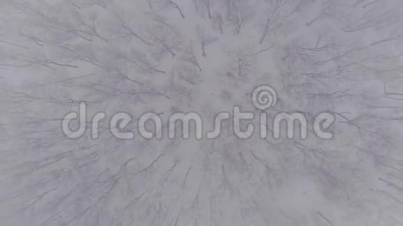 在冬季森林中用电子发射雾视频的预览图