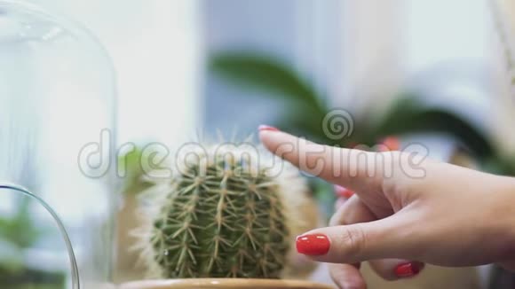 女性手指抚摸一盆仙人掌女性手指用壶针触摸仙人掌关门视频的预览图