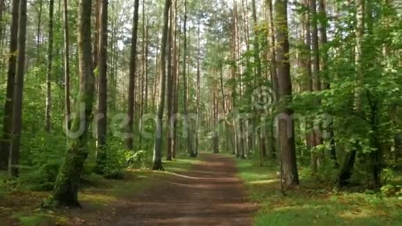 斯塔迪阿姆穿过绿色森林稳定的视频夏季步行在弗雷斯特视频的预览图