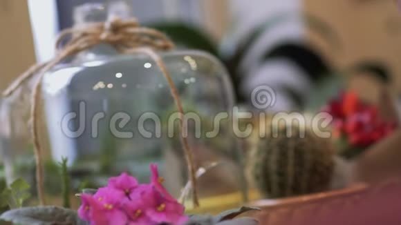 盆花站在桌子上小仙人掌和家里的花在花盆里焦点从前景转移到视频的预览图