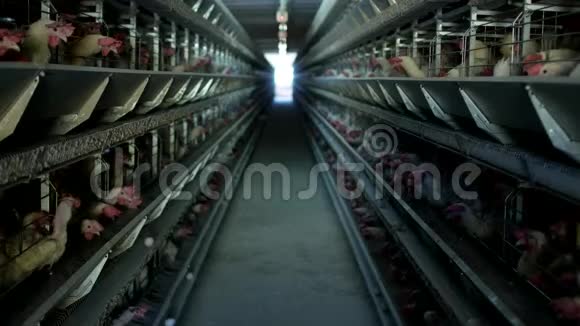 家禽养殖场鸡坐在露天的笼子里吃混合饲料传送带上躺着母鸡鸡蛋家禽舍视频的预览图