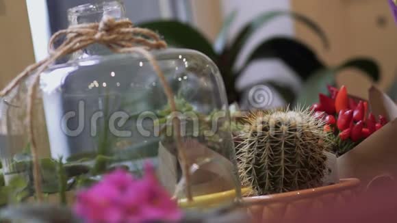 小仙人掌和家里的花在花盆里盆花站在桌子上焦点从背景转移到视频的预览图