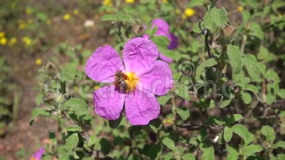 蜂花粉篮收获花蜜视频的预览图