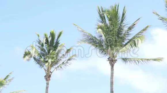 阳光明媚的天空映衬下的年轻棕榈树视频的预览图