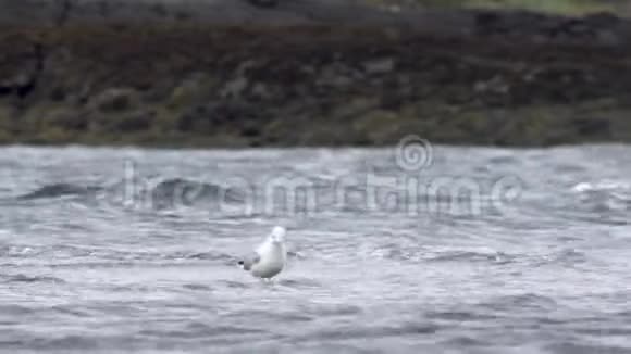 海鸥海洋巨浪苏格兰高清视频的预览图