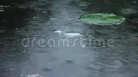 池塘水面上的雨点视频的预览图