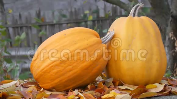 巨大的橙色南瓜矗立在秋天落叶附近南瓜秋收和万圣节视频的预览图