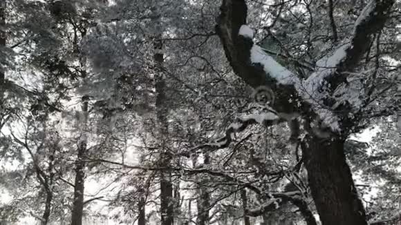 白雪覆盖的海湾和木头视频的预览图