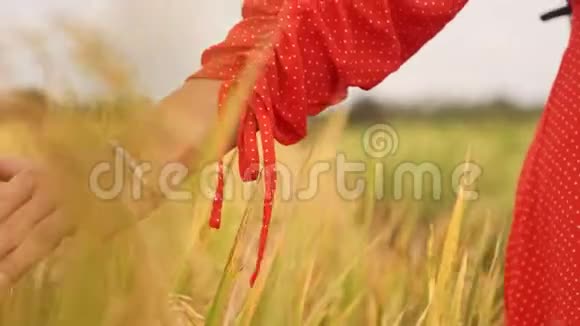 女人手在日落或日出时触摸年轻的麦穗乡村和自然风光国家自然暑假视频的预览图