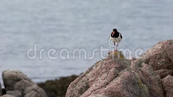 在ROCKSCOTLAND高清上的OYSTERCATER视频的预览图