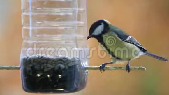 几只小鸟蓝鸟Parus少校飞到一个塑料瓶里吃种子视频的预览图