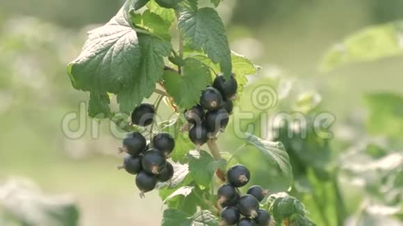 一丛黑色成熟的醋栗一种成熟的成熟浆果黑醋栗在乡村的情节视频的预览图