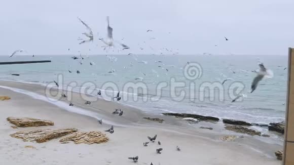 一群海鸥在海滩上慢镜头特写镜头海滩上的一群野鸟视频的预览图