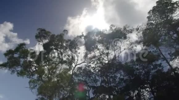 太阳底下高大的树视频的预览图