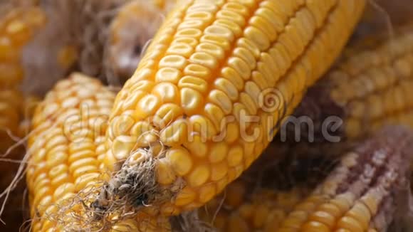谷仓里有许多成熟的黄色玉米头玉米收获后的玉米农业生产近景视频的预览图