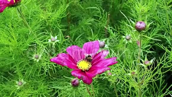 紫色花朵上的蜜蜂视频的预览图