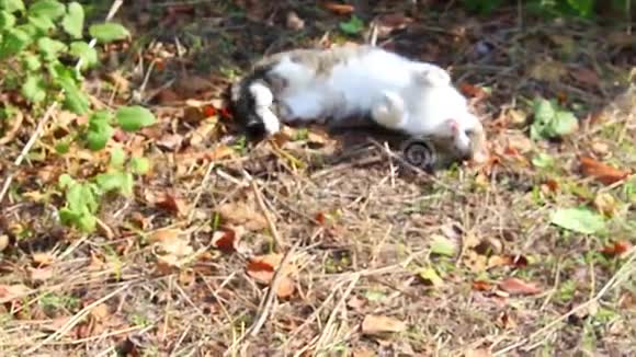 在花园里休息猫在大自然中视频的预览图