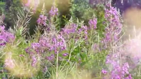 背景开花植物粉红色的花朵风摇动阳光的眩光视频的预览图