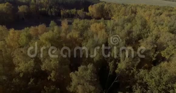 飞越马场4K秋季森林农场视频的预览图