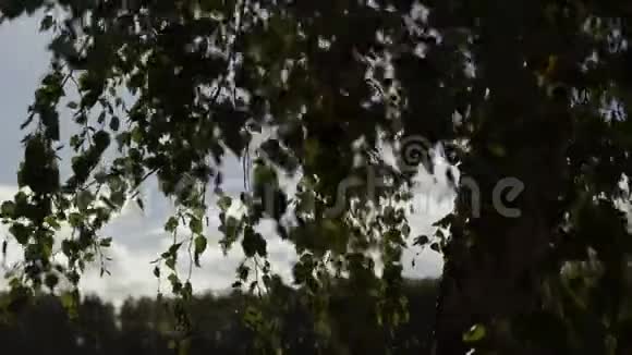 秋天或夏天的桦树叶子视频的预览图