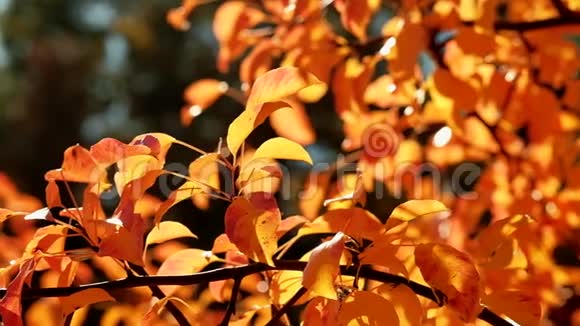 秋天的大自然美丽的金树叶晴天视频的预览图