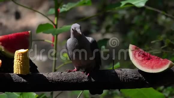 动物园里吃水果的鸟视频的预览图