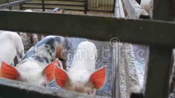 小猪在农场猪在摊子里视频的预览图