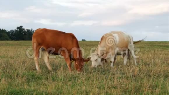 吃草的牛群视频的预览图