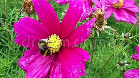 紫色花朵上的蜜蜂视频的预览图