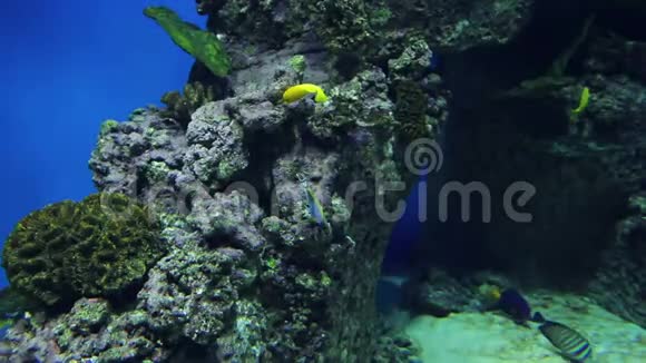 珊瑚附近水族馆里一群小而快的鱼视频的预览图