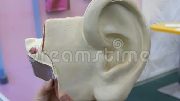 人耳解剖结构的玩具模型人工模拟人体听觉器官视频的预览图
