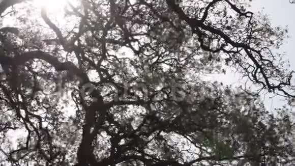 阳光透过一棵大树的树枝照耀着视频的预览图