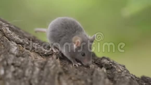 树干上的灰色老鼠视频的预览图