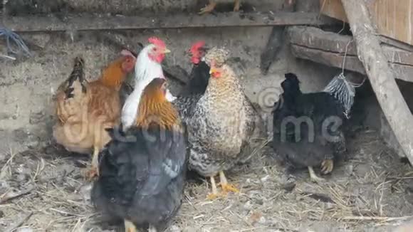 冬天鸡坐在农村鸡舍里视频的预览图