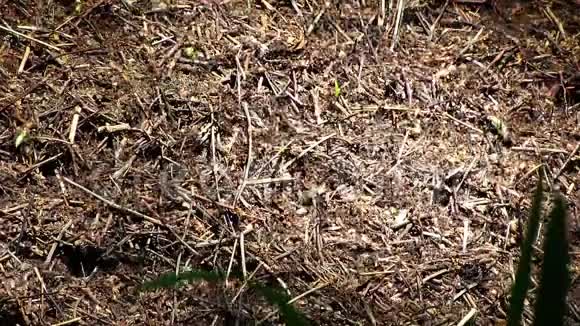 蚂蚁在森林里的一个大蚁丘上走来走去视频的预览图