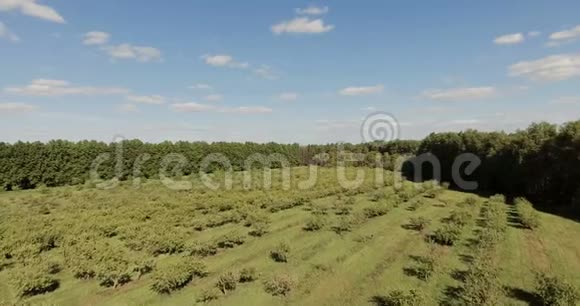 果园农场苹果树的鸟瞰图4k次视频的预览图