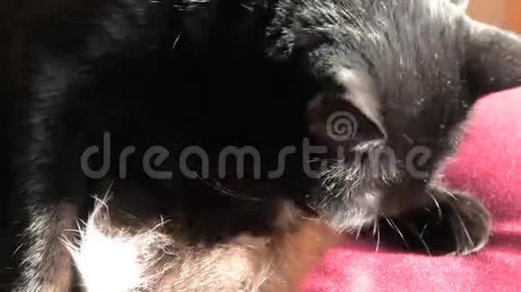 黑猫清理皮毛视频的预览图