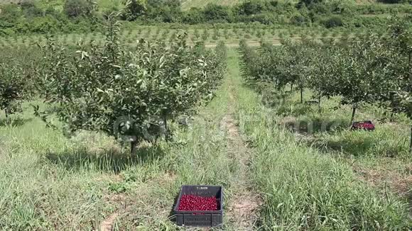 果园有樱桃收获视频的预览图