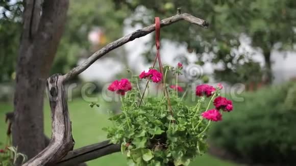 阳光明媚的一天树上一盆红花在风中摇曳视频的预览图