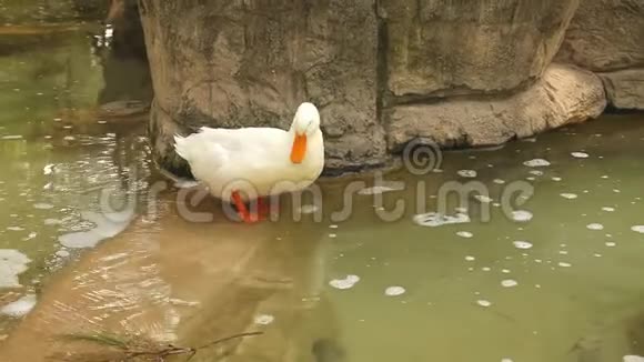 白鸭在水中站立时清理羽毛视频的预览图
