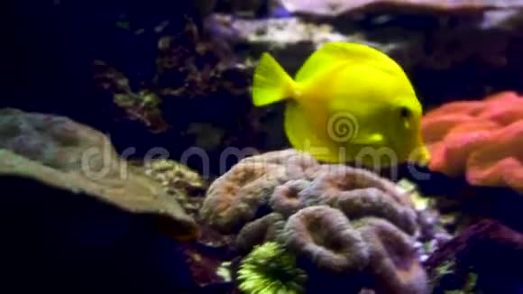在红海珊瑚背景下的亮黄色鱼类视频的预览图