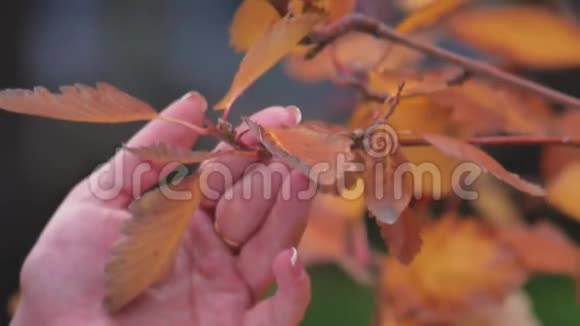 女孩抱着秋黄的叶子和他一起玩在他的手里旋转视频的预览图