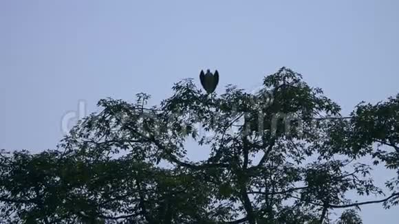 大副官也叫马拉布鹳干湿翅膀坐在树顶视频的预览图