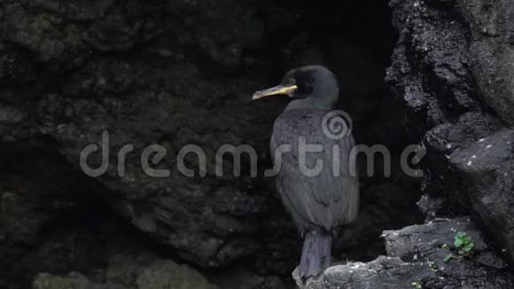 可持续的睡眠最佳高清视频的预览图